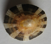 Patella sp.